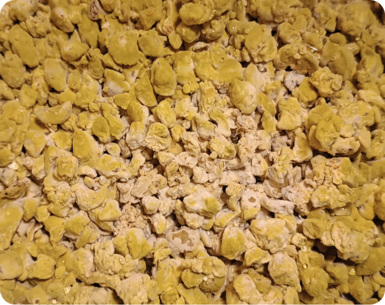 Fermentación en estado sólido